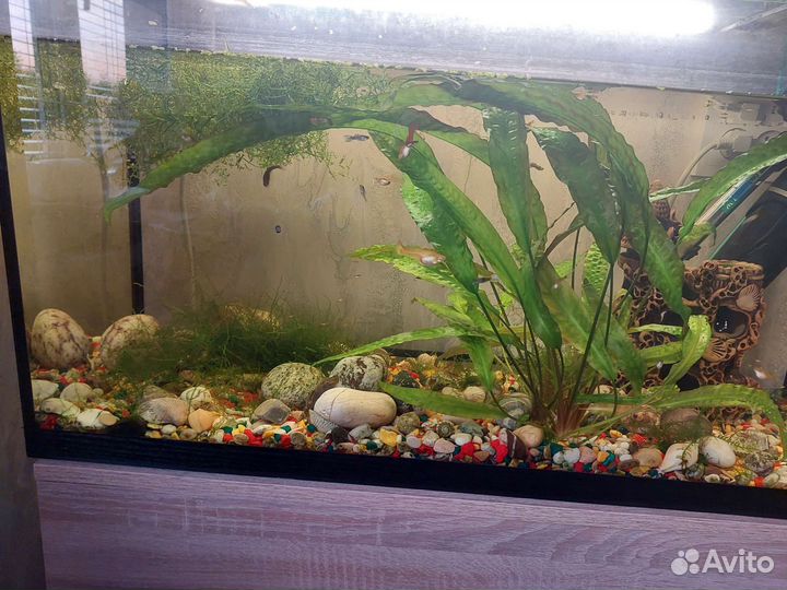 Аквариум на 120 литров