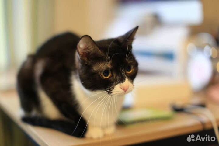 Кошечка 1 год, в добрые руки