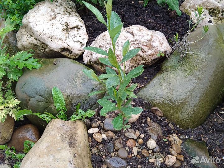 Саженцы вишни Бессея