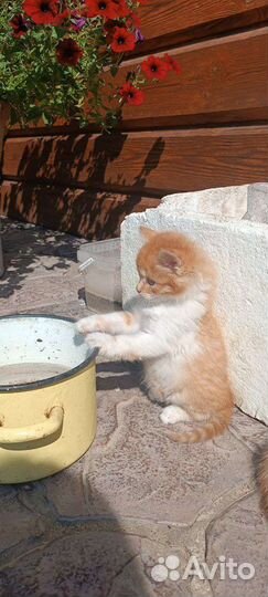 Котята в добрые руки бесплатно