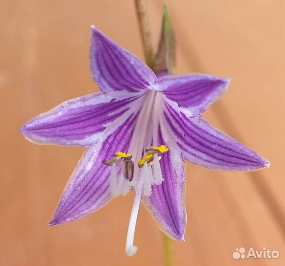 Миниатюрные хосты Sunlight Child и другие сорта