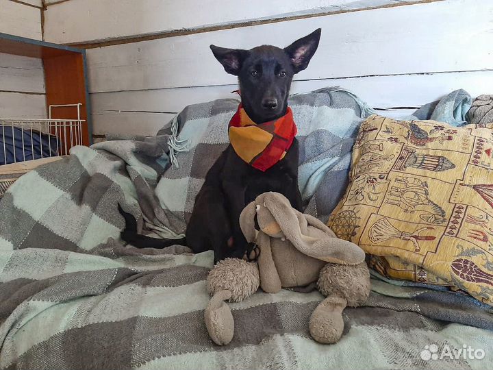 Черри - щенок-девочка в хорошие руки