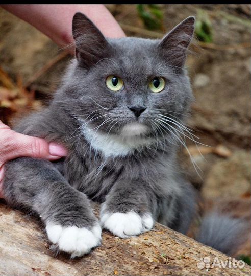 Кошка в дар