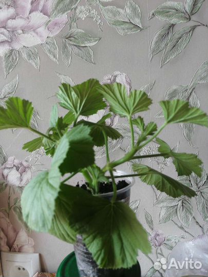 Пеларгония герань