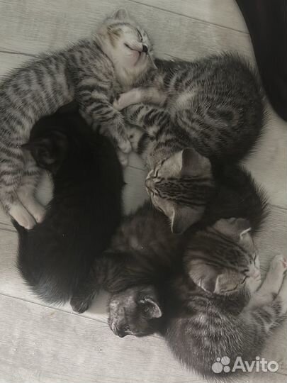 Шотландские прямоухие котята