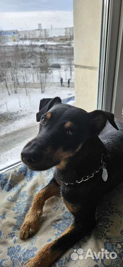 Вязка ягдтерьера