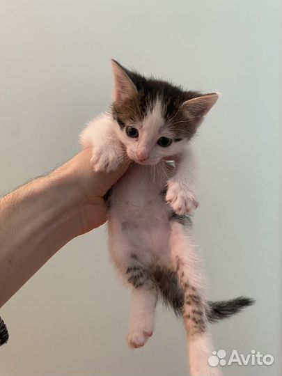 Котята (бесплатно)