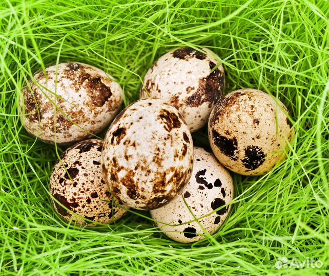 Яйца перепелиные