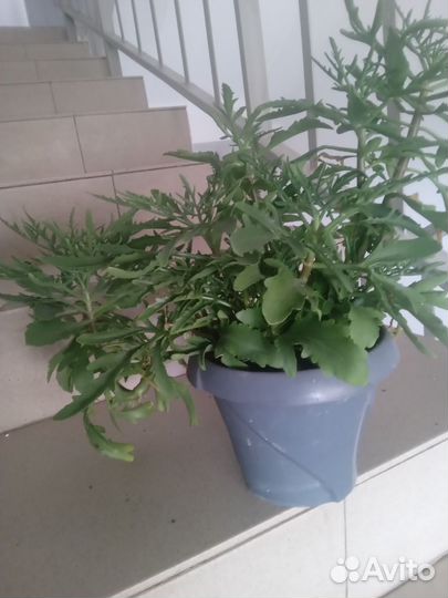 Хаббит(коралл-риф)