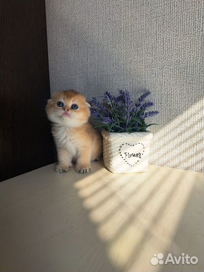 Шотландские котята