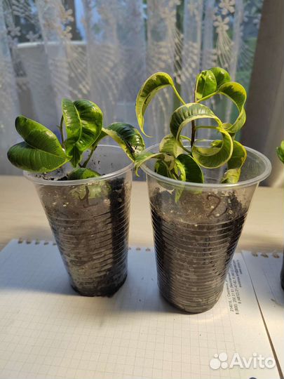 Фикус Бенджамина Ирэн