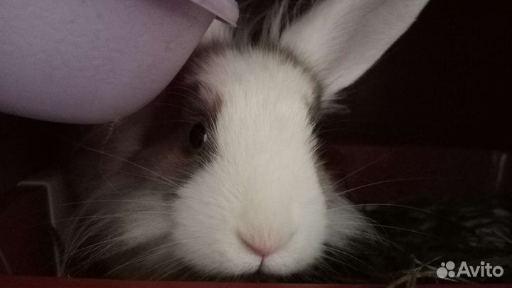 Декоративный кролики в добрые руки