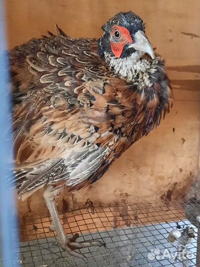 Фазан охотничий/самцы