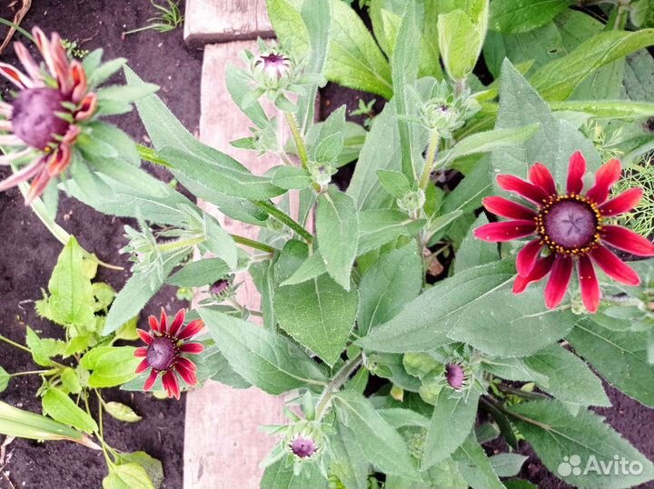 Гайлардия темно- бордо