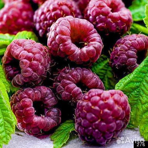 Фиолетовая малина Глен Кое Glen Coe Ягоды сладкие