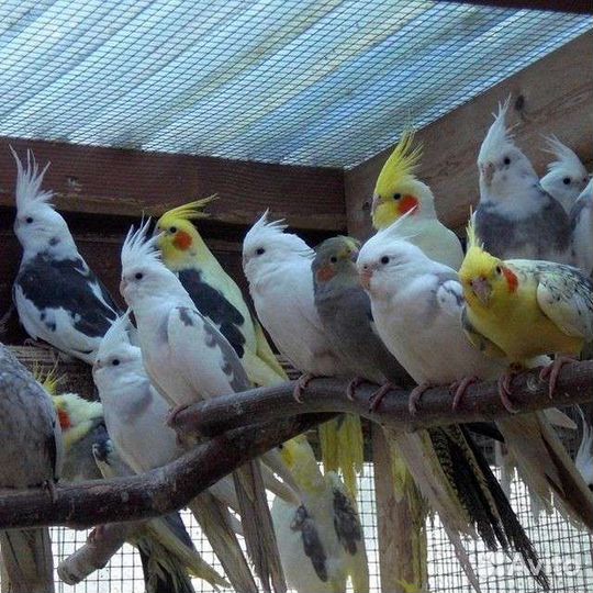 Птенци кореллы опт и розница