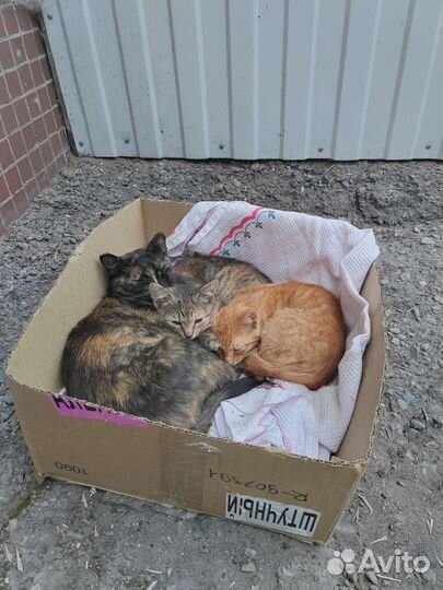 Котята ищут дом