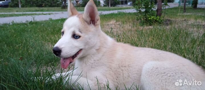 Сибирский хаски