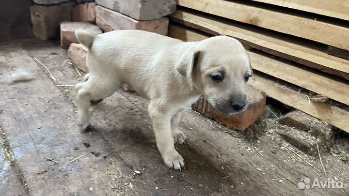 Щенки в добрые руки