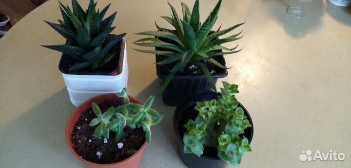 Суккуленты комнатные
