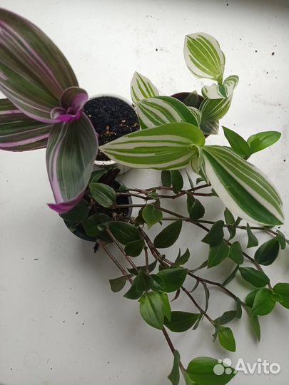 Коллекция традесканций