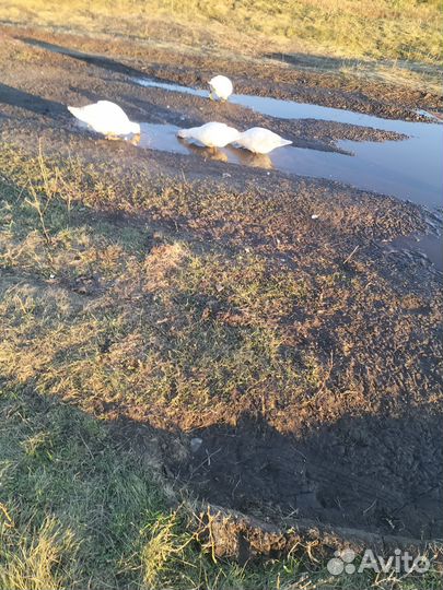 Утки муларды