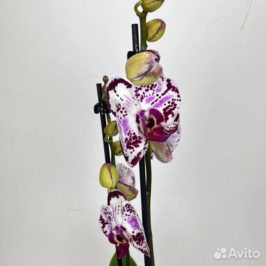 Орхидеи фаленопсисы разных расцветок