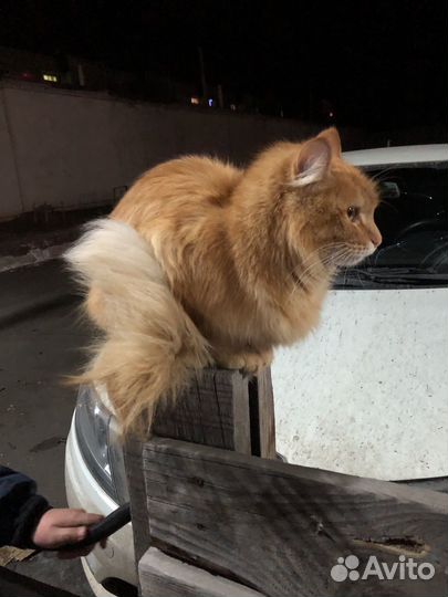 Кошка в добрые руки