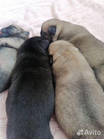 Щенки мопса