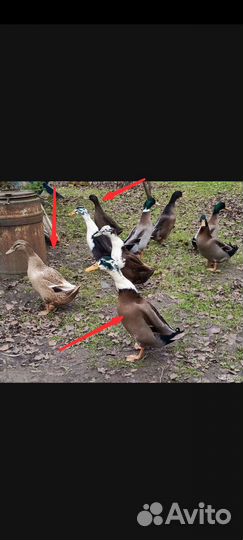 Утки индийский бегунок