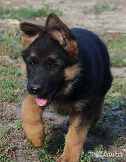 Немецкая овчарка девочка