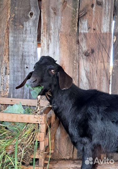 Козёл нубийский