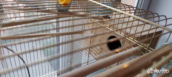 Попугаи с клеткой. Семейная пара