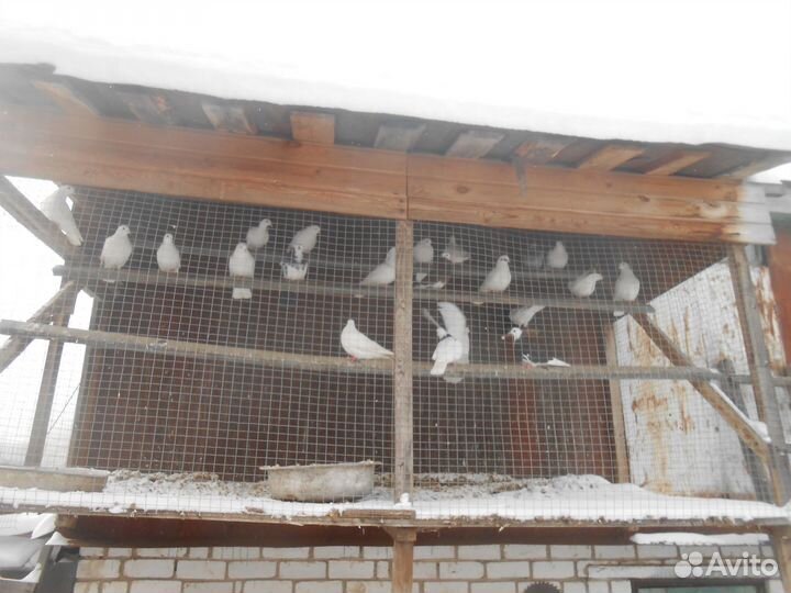 Г О Л У Б И домашние