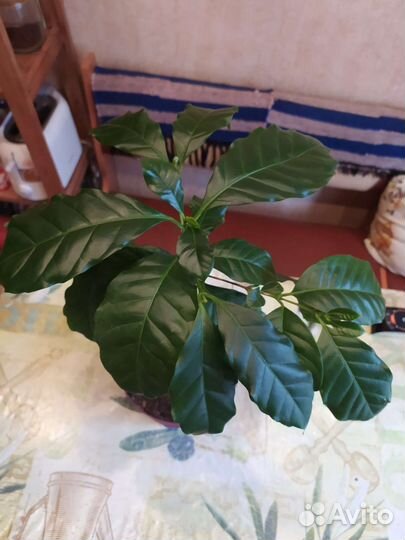 Растения кофе Арабика