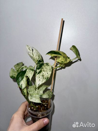 Эпипремнум Pinnatum white marble