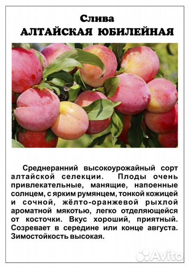 Саженцы сливы