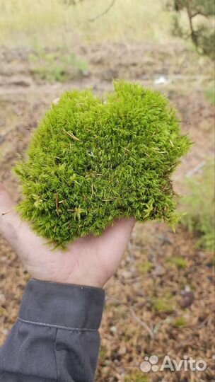 Натуральный декор-мох
