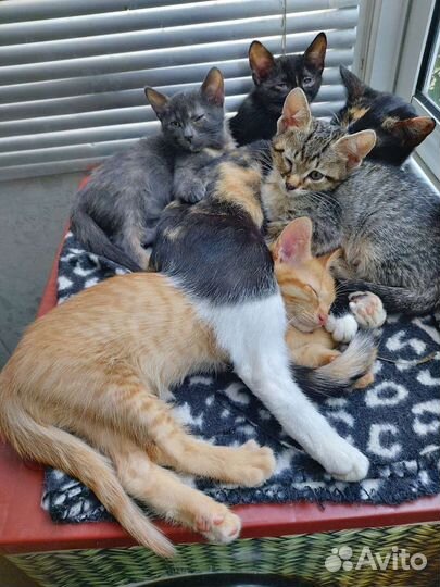 Милые котятки в заботливые руки