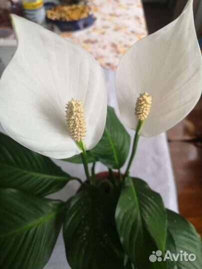 Спатифиллум