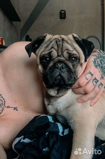 Мопс вязка мальчик