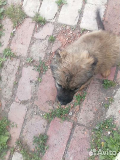 Щенки немецкой овчарки бесплатно