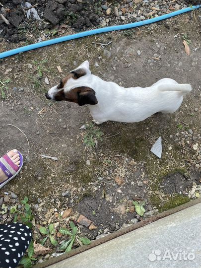 Джек Рассел терьер, вязка