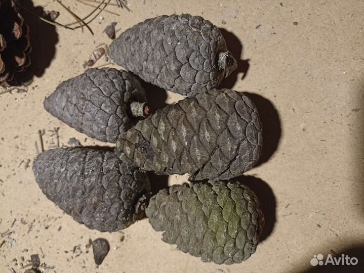 Шишка сосновая крымская