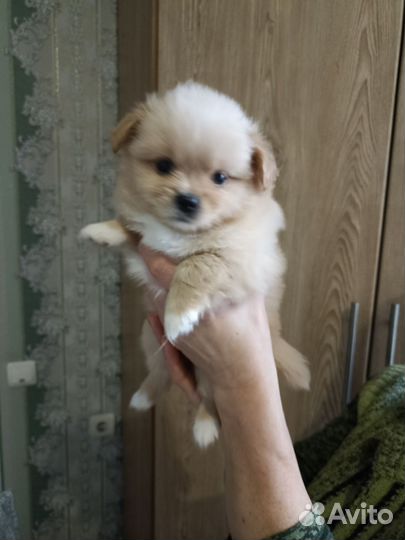 Щенки пекинеса