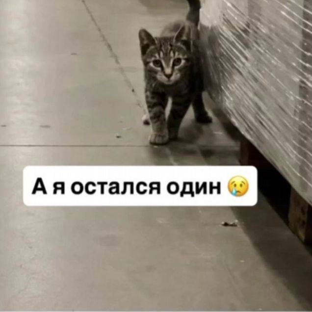 Котёнок в добрые руки