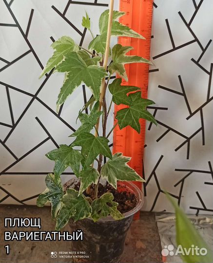 Плющ вариегатный