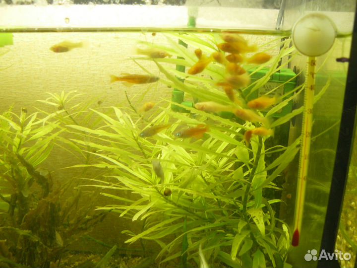 Аквариумные рыбк