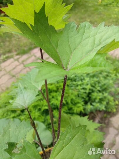 Бузульники,медуницы и др