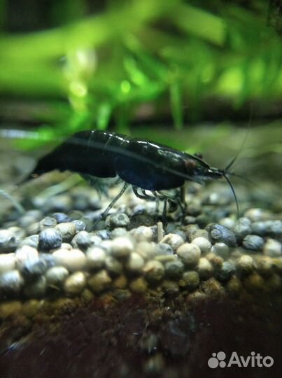 Аквариумные креветки